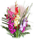 Farmington Gladiolus Farmington,West Virginia,WV:Gladiolus Bouquet